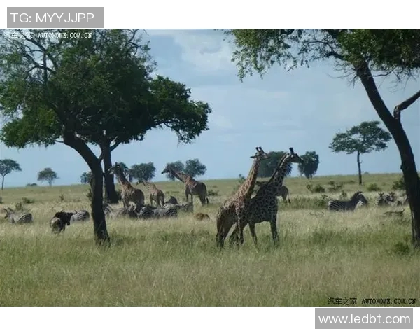 南非对阵马拉维精彩直播全程回顾与赛况分析
